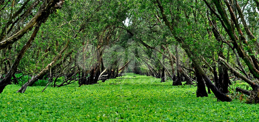 Voyage Vietnam Circuit Delta du Mekong