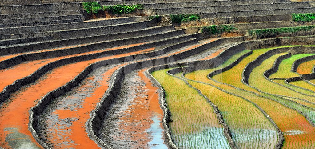 Voyage Vietnam, les rizières en terrasse à Sapa