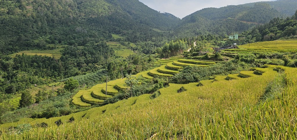 Les belles rizières en terrasse à Binh Lieu